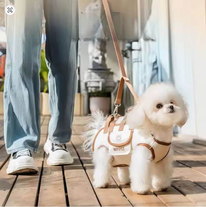 Outdoor Pet Carrying Bag for Small Dogs & Cats with Safety Harness